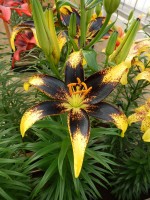 [4067 Lion Heart Mak No302.JPG]